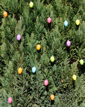 Osterbaum