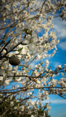 Almond blossoms. Almond flower trees at spring.