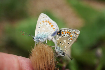 Zwei Bläulinge bei der Paarung