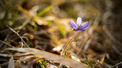 hepatica nobilis - hardy perennial, blooming early in spring with blue and lilac flowers