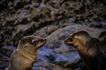Naklejka premium Sealion