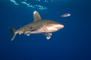 Ocean white tip shark at  Red Sea