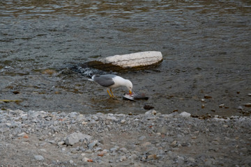 Goéland dévorant un pigeon
