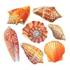 Set with underwater life objects - orange sea shell, marine design. Watercolor hand drawn painting illustration isolated on white background.