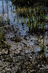 Water nature reflexions of plants during spring
