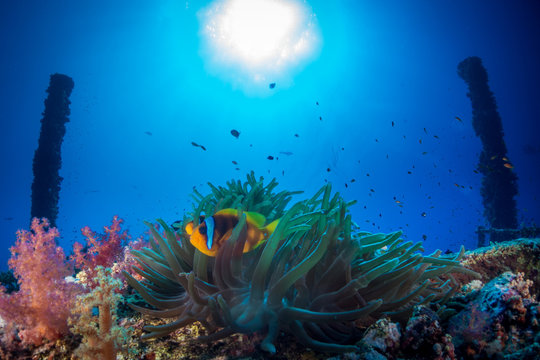 Diving in Numidia wreck at big brother island, Red Sea