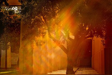 Valencia, Spain: 07.06.2019; The tree trunk in sun light ray