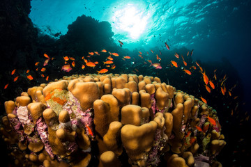 The amazing coral reefs with lots of colorful fishes at red sea