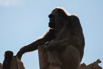 chimpanzee at the zoo in valencia