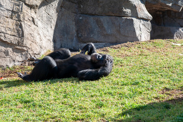 chimpanzee at the zoo in valencia