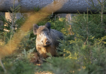 wild boar, sus scrofa, spring behavior, Europe nature, mammal life, Life in the forest, wild boar in the nature, wild boar in the forest, wild pig, hidden life