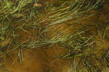 Water nature reflexions of plants during spring