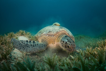 Green Turtle feeding on the sea grass at red sea
