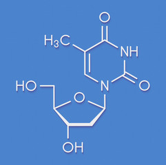 Thymidine (deoxythymidine) nucleoside molecule. DNA building block. Skeletal formula.