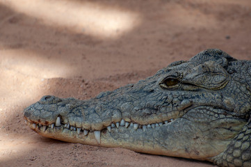 Crocodile at the zoo in valencia
