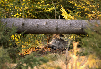 wild boar, sus scrofa, spring behavior, Europe nature, mammal life, Life in the forest, wild boar...