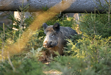 wild boar, sus scrofa, spring behavior, Europe nature, mammal life, Life in the forest, wild boar in the nature, wild boar in the forest, wild pig, hidden life © prochym