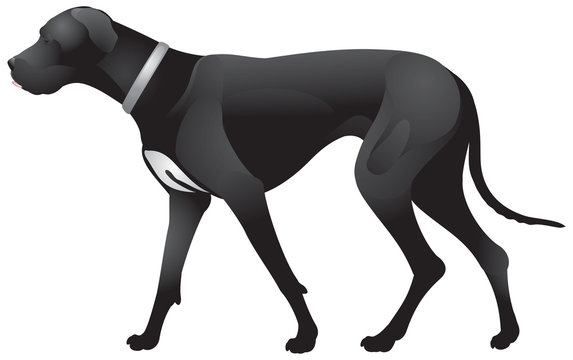 Dog Great Dane walk, a German breed of domestic dog known for its large size realistic vector illustration from the Dog Show series, Pennsylvania state dog