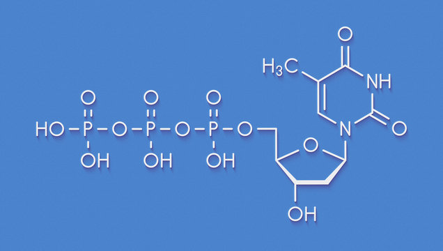 Thymidine triphosphate (TTP) nucleotide molecule. DNA building block. Skeletal formula.