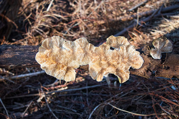 Underside of the gilled polypore (Lenzites betulina) growing in the woods