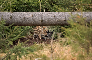 wild boar, sus scrofa, spring behavior, Europe nature, mammal life, Life in the forest, wild boar in the nature, wild boar in the forest, wild pig, hidden life