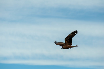 Eagle in the zoo of Valencia