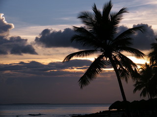 Fototapeta na wymiar tramonto con palme su isola caraibica di Santo Domingo