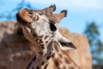 Giraffe at the zoo in Valencia