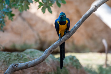 Angry bird at the zoo in Valencia
