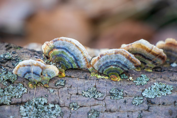 Turkey tail mushroom (Trametes versicolor) growing in the woods
