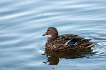 Ducks in the water with reflection