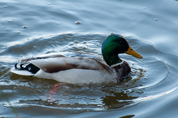 Ducks in the water with reflection