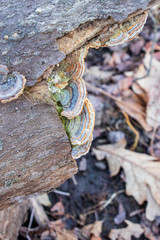 Turkey tail mushroom (Trametes versicolor) growing in the woods