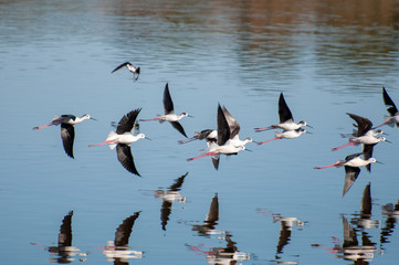 Birds flying over a lake