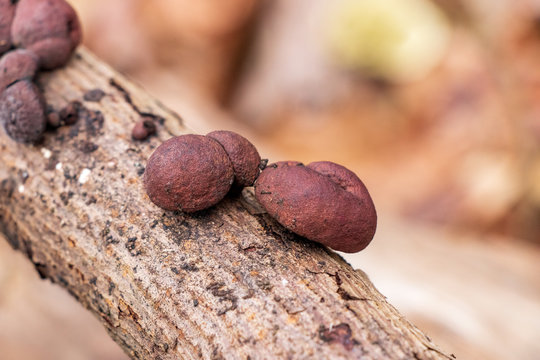 Carbon ball mushrooms (Daldinia concentrica) growing on a stick