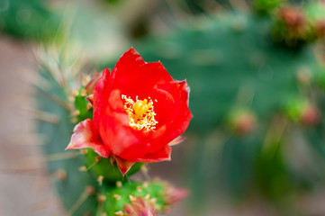 Obraz premium Red flower grown on the plant