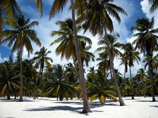 Fototapeta na wymiar palme e sabbia e mare sull'isola di Saona a Santo Domingo