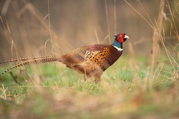 Common pheasant, phasianus colchicus, spring behavior, Europe nature