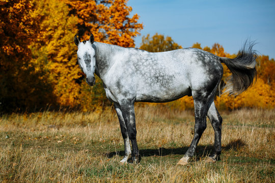 Grey  RHLD breed horse  standing in the field. Exterior photo, breed body type.