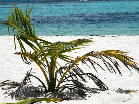 Palme E Sabbia E Mare Sull'isola Di Saona A Santo Domingo