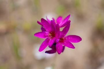 Purple flower grown on the plant