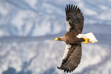 The Steller's sea eagle, Haliaeetus pelagicus  The bird is flying in beautiful artick winter environment Japan Hokkaido Wildlife scene from Asia nature. came from Kamtchatka..