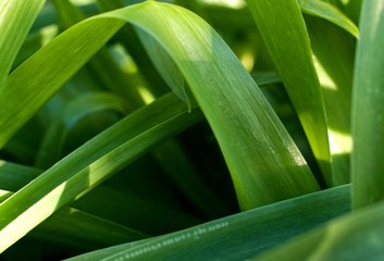 Zielone liście w promieniach zachodzącego słońca © Christof