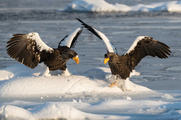 The Steller's sea eagle, Haliaeetus pelagicus  The bird is perched on the iceberg in the sea during winter Japan Hokkaido Wildlife scene from Asia nature. came from Kamtchatka