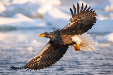 The Steller's sea eagle, Haliaeetus pelagicus  The bird is flying in beautiful artick winter environment Japan Hokkaido Wildlife scene from Asia nature. came from Kamtchatka..