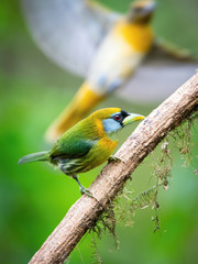 The Red-headed barbet, Eubucco bourcierii The bird is perched on the branch at the beautiful flower in the rain forest America Costa Rica Wildlife nature scene. green background..