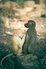 Two monkeys (white and brown) sitting on a rock and cleaning each other. Shallow depth of field. 