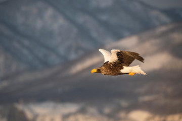 The Steller's sea eagle, Haliaeetus pelagicus  The bird is flying in beautiful artick winter environment Japan Hokkaido Wildlife scene from Asia nature. came from Kamtchatka..