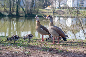 Nilgans Familie mit Küken am See