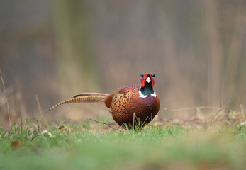 Common pheasant, phasianus colchicus, spring behavior, Europe nature